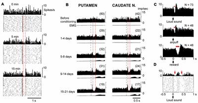 Pauses in Striatal Cholinergic Interneurons: What is Revealed by Their Common Themes and Variations?